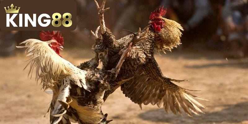 Đá gà King88 mang đến cho người chơi trải nghiệm cá cược dễ dàng