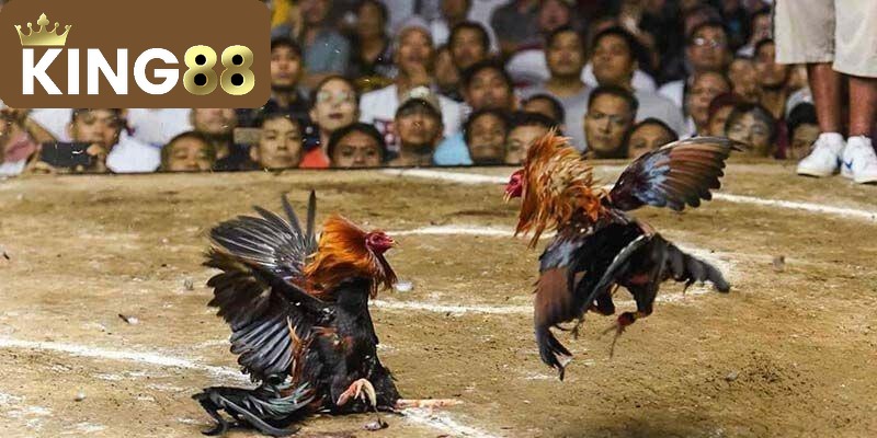 Sảnh cược đá gà King88 chúng tôi đã khẳng định vị thế trên thị trường cá cược