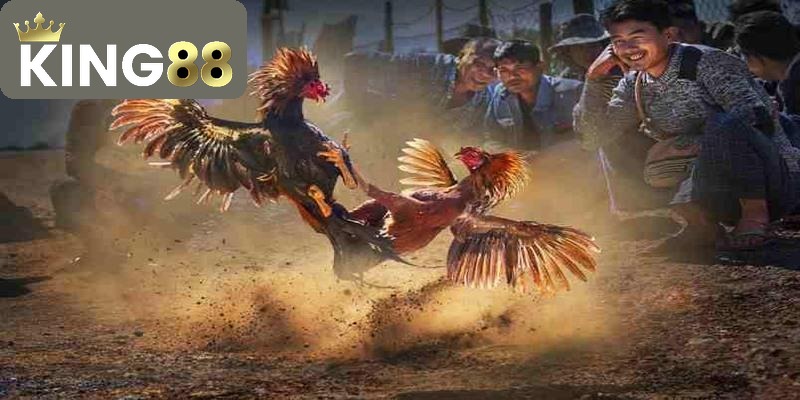 Thể loại đá gà nòi - loại hình thi đấu truyền thống